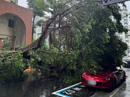 北市大雨台大雨量破百毫米 西門町福星國小路樹壓損1車