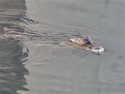 高屏溪至少5鱷魚？屏農業處：9/17捕獲未再有通報