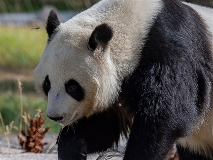 芬蘭動物園養不起 兩隻大貓熊提早8年歸還中國