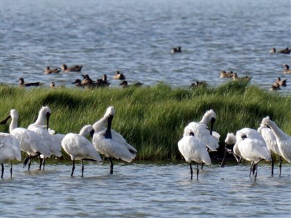 嘉義逾百黑琵雨中覓食珍貴影像 揭開候鳥季序幕[影]