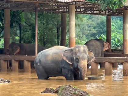 泰國清邁洪災3死 保護區2大象喪命、中央車站及多家醫院關閉