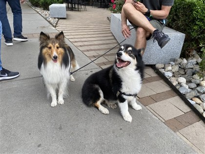 俄亥俄州海地移民吃狗論 當地選民半數不信、24%認為是真的