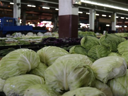 高麗菜價好單顆百來元 10月上旬栽種量增首現紅燈