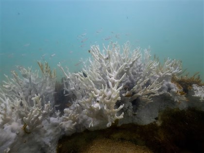 專家：2050年氣候變遷恐成生物多樣性喪失關鍵因素