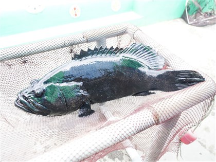 中國恢復石斑魚輸入 屏東縣府籲布局分散風險