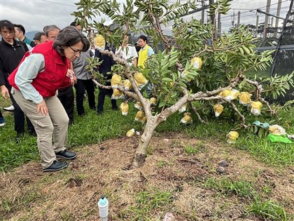 颱風康芮農損蕭美琴勘查釋迦災情 農糧署：花蓮台東全品項現金救助