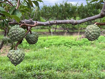 颱風康芮襲台釀2死617傷 農損逾2.7億元
