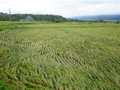 颱風康芮釀3死692傷、農損7億 仍有逾萬戶待復電
