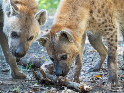 遊客翻越欄杆逗弄餵食斑點鬣狗 台北市動物園將備案提告