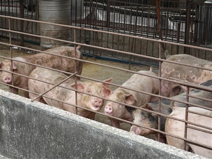 台灣豬肉外銷再傳捷報 獲准輸入新加坡