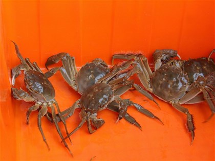 15公噸中國大閘蟹戴奧辛超標 邊境攔截未入市面