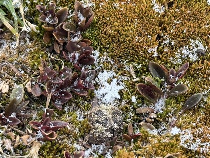 玉山飄入冬初雪 午後零下3.9度[影]