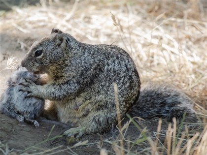 加州松鼠首見捕食田鼠 美研究：順應生態系統改變