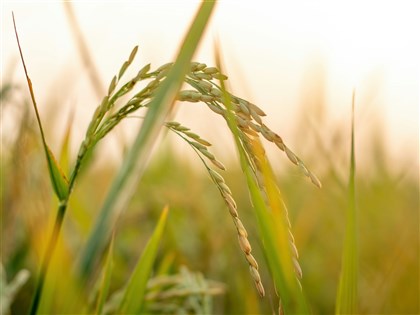 回應在野黨 農業部：公糧輔導收購價調至24.5元