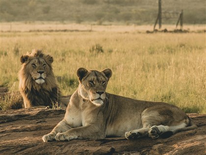 辛巴威7歲童誤入獅子保護區 靠求生技巧獨撐5天獲救