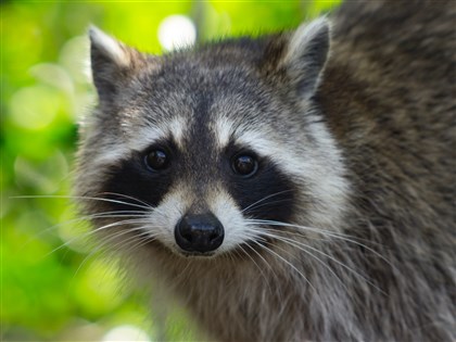 擬增955物種禁輸入飼養 農業部：無預定時間表