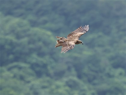 全台黑鳶945隻再創新高、夜棲範圍擴散 新北貢寮族群數最多