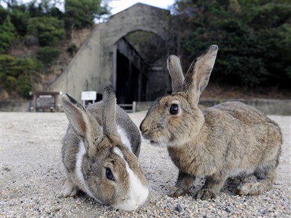 日本男子登兔島涉踹死兔子 警方依現行犯逮捕
