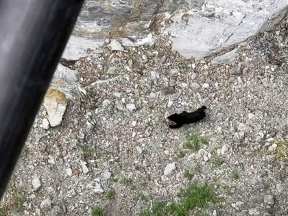黑熊漫步玉山國家公園瓦拉米步道 遊客遠拍直呼可愛[影]