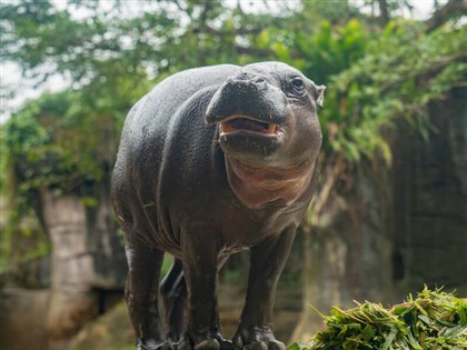 北市動物園侏儒河馬Thabo抵台不到4個月 疑營養不良加感染去世