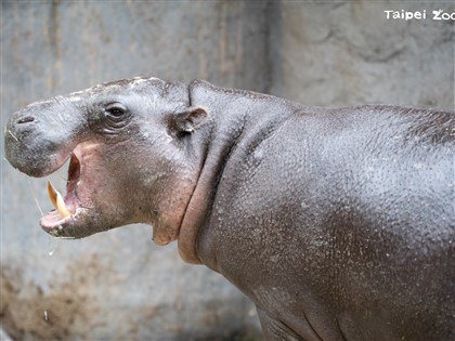 侏儒河馬Thabo去世 北市動物園血液培養追感染源