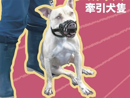 農業部：比特犬已相當管制 重點是飼主落實防護