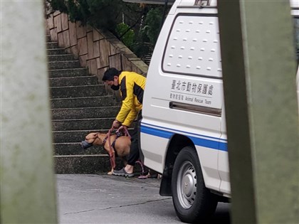 北市安置傷人比特犬 動保處：若具攻擊性不排除安樂死