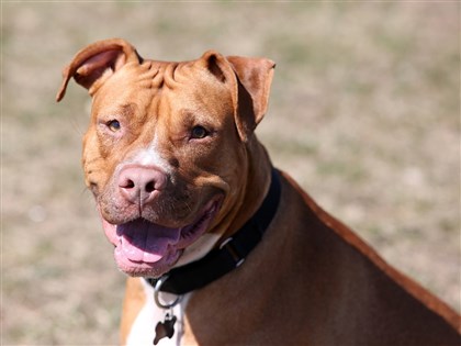 法國攻擊犬飼主肇事重懲 政府：民眾不應承受恐懼