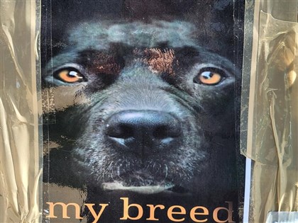 英國禁養比特犬 專家指犬隻是否危險與飼主養成有關