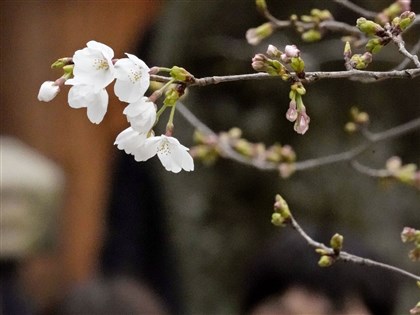 東京櫻花開了 日本氣象廳：比去年早5天[影]