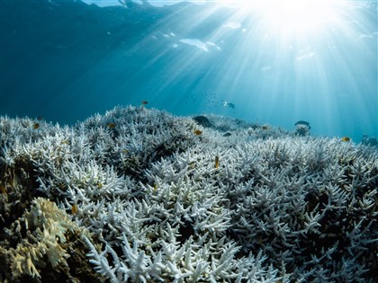 澳洲西岸珊瑚礁大規模白化 科學家：2011年以來最嚴重