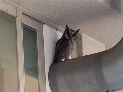 保育類領角鴞連假後現身嘉義校園 學童驚喜連連