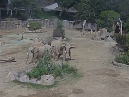加州動物園突遇強震 大象圍圈護小象畫面感人[影]