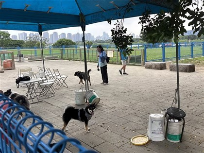 永和寵物公園邊境牧羊犬衝出咬薩摩耶 新北：飼主未繫繩將重罰
