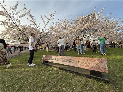 立陶宛公園櫻花盛開 背後藏「日本的辛德勒」救人故事