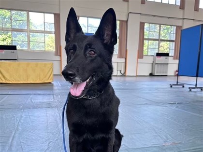 海巡偵蒐犬「鐵諾」守護國門  服役期滿將退役