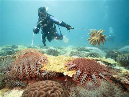 東沙環礁棘冠海星大爆發 學者：石珊瑚恐2年全消失[影]