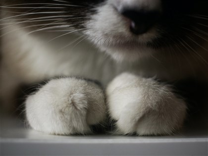 北市男子虐殺5貓 一審判刑共計9年2月