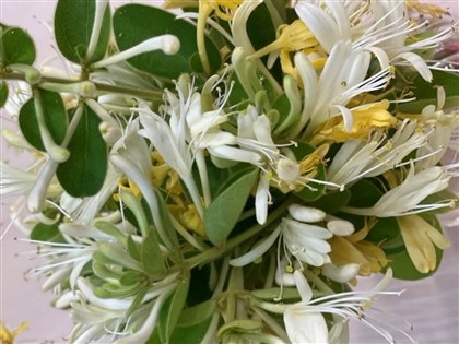 金銀花可抑制COVID-19變異株 天然抗病毒療法添新契機