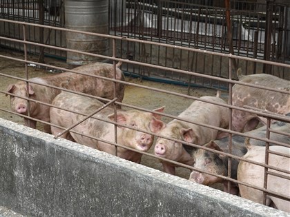 台灣成亞洲首個豬隻3大疫病非疫區 世界動物衛生組織本週認證