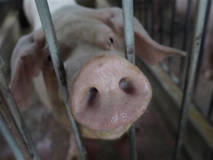 卓榮泰：台灣獲正式認證 成亞洲唯一無3大豬隻疫病國家