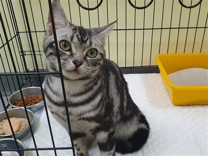 軍人涉虐貓遭函送  新北動保處：家中貓狗安置收容