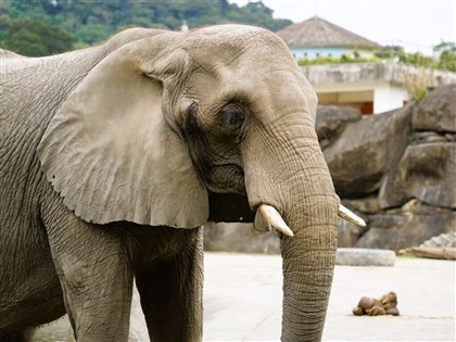 42歲非洲象「美代」辭世 北市動物園感謝陪伴