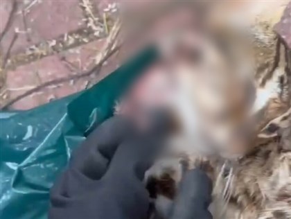 中檢偵破獵捕販賣石虎案 失聯移工主嫌遭聲押獲准