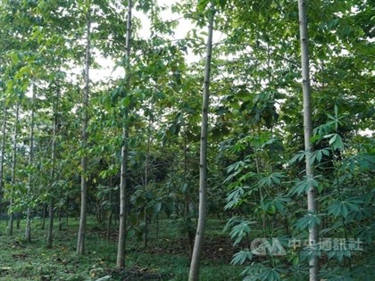 研究：森林覆蓋回復工業化前 全球氣溫也降不了1度