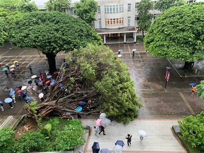 逢甲大學老榕樹倒4傷 1人意識不清送醫