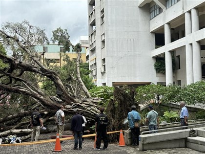 逢甲大學樹倒案 中檢找樹醫生勘查發現染褐根病