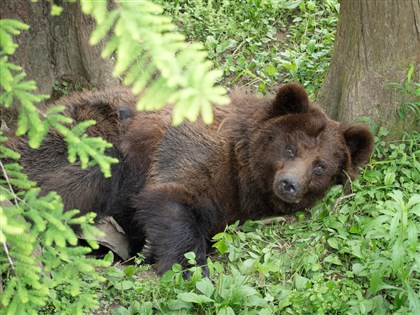 北市動物園：棕熊「小喬」恢復元氣 6/28後見