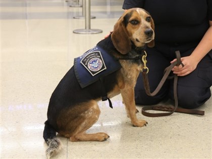 埃及男不滿攜肉品入境美被聞出 踹飛檢疫犬致肋骨傷