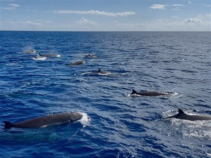 朗氏喙鯨現蹤花蓮海域 專家指首度海上觀察紀錄